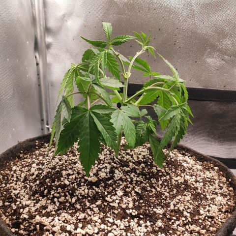 2 - Dixie Kong - Strawberry Banana growlog timeline photo
