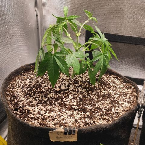 2 - Dixie Kong - Strawberry Banana growlog timeline photo