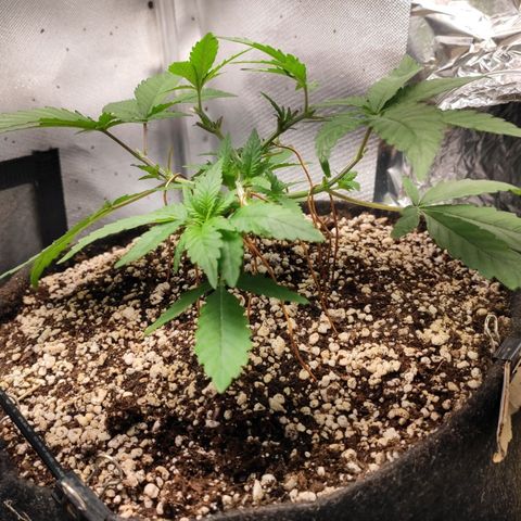 3 - Tropicana Inflamável - Sour Pineapple growlog timeline photo