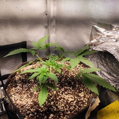 3 - Tropicana Inflamável - Sour Pineapple growlog timeline photo