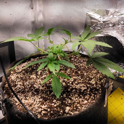 3 - Tropicana Inflamável - Sour Pineapple growlog timeline photo