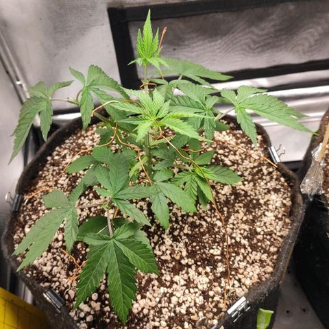 2 - Dixie Kong - Strawberry Banana growlog timeline photo