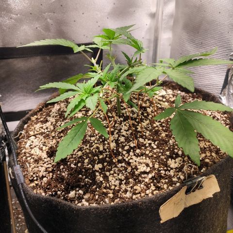 3 - Tropicana Inflamável - Sour Pineapple growlog timeline photo