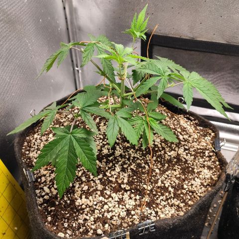 2 - Dixie Kong - Strawberry Banana growlog timeline photo