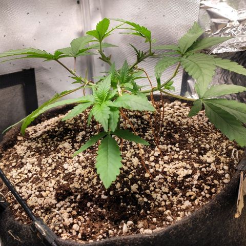 3 - Tropicana Inflamável - Sour Pineapple growlog timeline photo