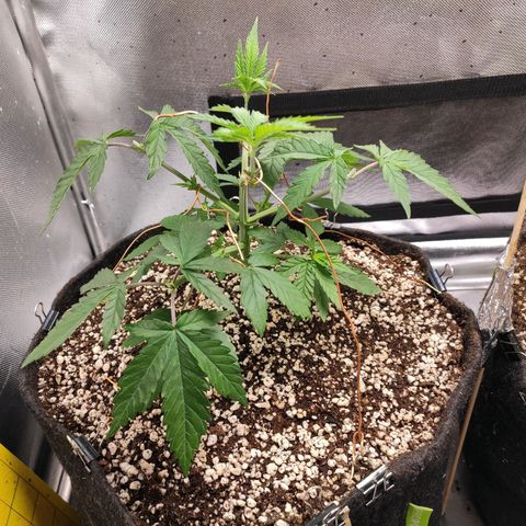 2 - Dixie Kong - Strawberry Banana growlog timeline photo