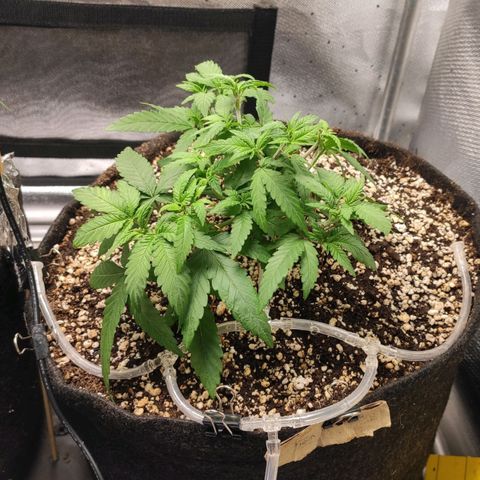 3 - Tropicana Inflamável - Sour Pineapple growlog timeline photo