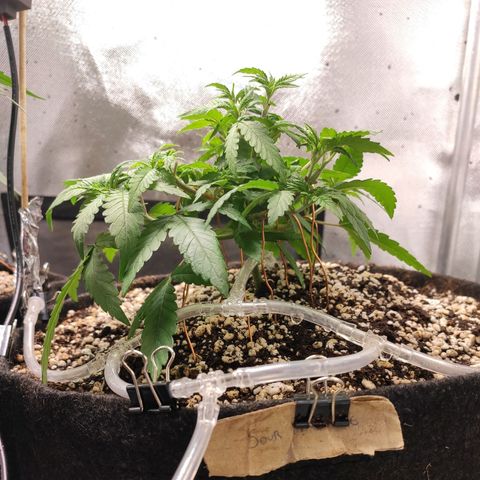3 - Tropicana Inflamável - Sour Pineapple growlog timeline photo