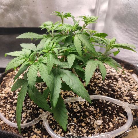 3 - Tropicana Inflamável - Sour Pineapple growlog timeline photo
