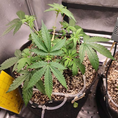 2 - Dixie Kong - Strawberry Banana growlog timeline photo
