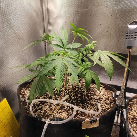 2 - Dixie Kong - Strawberry Banana growlog timeline photo