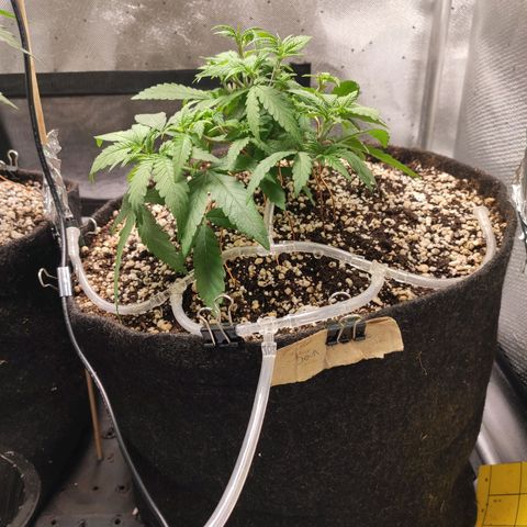 3 - Tropicana Inflamável - Sour Pineapple growlog timeline photo