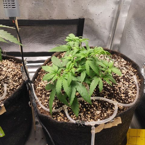 3 - Tropicana Inflamável - Sour Pineapple growlog timeline photo