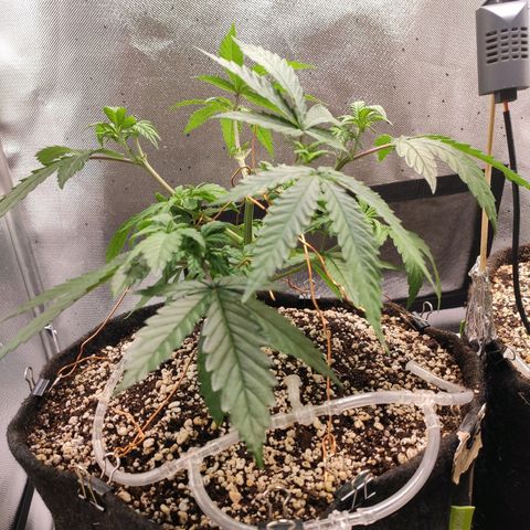 2 - Dixie Kong - Strawberry Banana growlog timeline photo