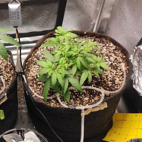 3 - Tropicana Inflamável - Sour Pineapple growlog timeline photo