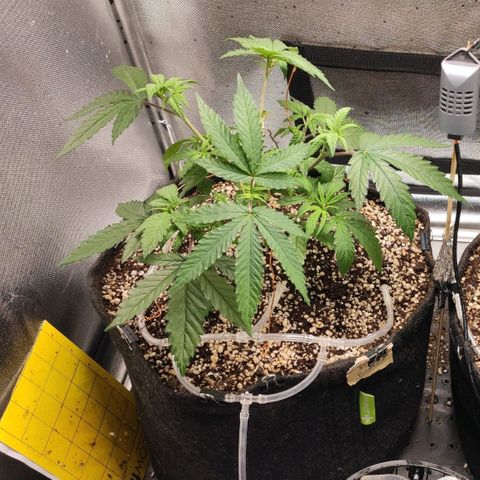 2 - Dixie Kong - Strawberry Banana growlog timeline photo