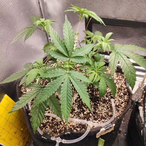 2 - Dixie Kong - Strawberry Banana growlog timeline photo