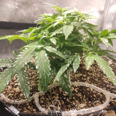 3 - Tropicana Inflamável - Sour Pineapple growlog timeline photo