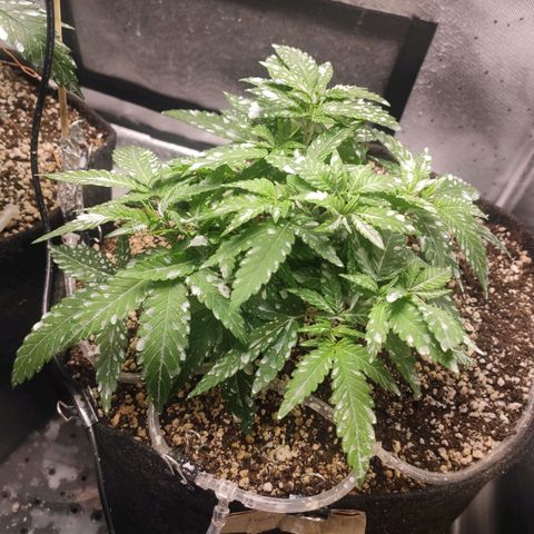 3 - Tropicana Inflamável - Sour Pineapple growlog timeline photo