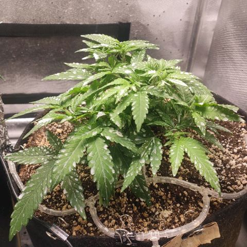 3 - Tropicana Inflamável - Sour Pineapple growlog timeline photo
