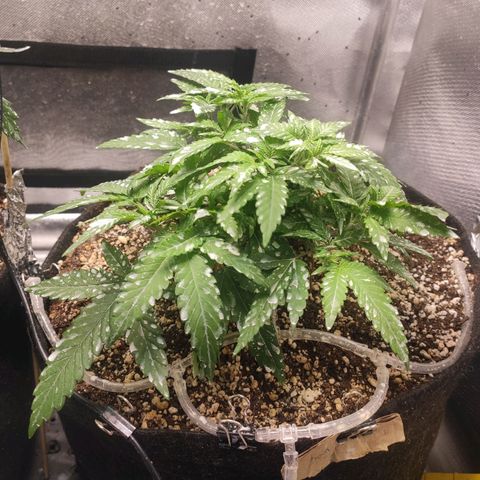 3 - Tropicana Inflamável - Sour Pineapple growlog timeline photo