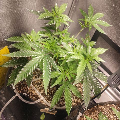 2 - Dixie Kong - Strawberry Banana growlog timeline photo
