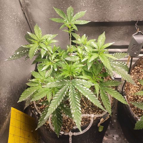 2 - Dixie Kong - Strawberry Banana growlog timeline photo