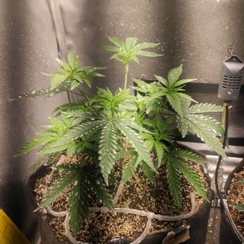 2 - Dixie Kong - Strawberry Banana growlog timeline photo
