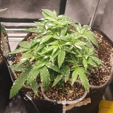 3 - Tropicana Inflamável - Sour Pineapple growlog timeline photo