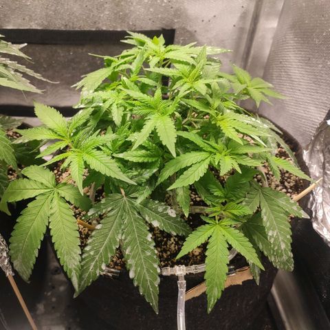 3 - Tropicana Inflamável - Sour Pineapple growlog timeline photo