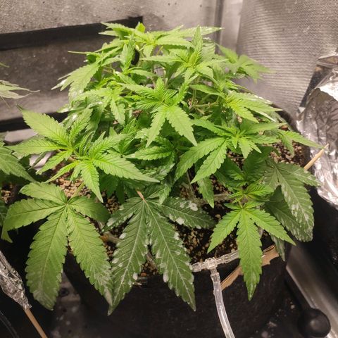 3 - Tropicana Inflamável - Sour Pineapple growlog timeline photo
