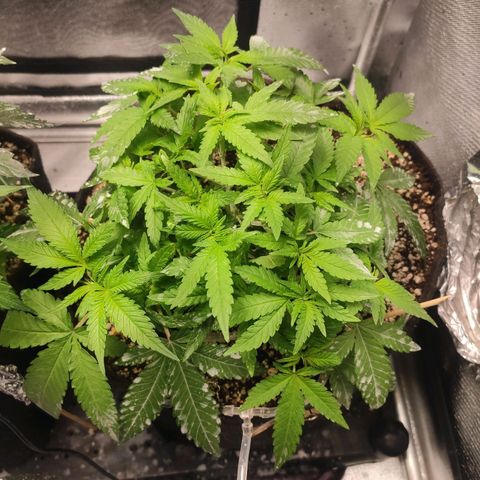 3 - Tropicana Inflamável - Sour Pineapple growlog timeline photo