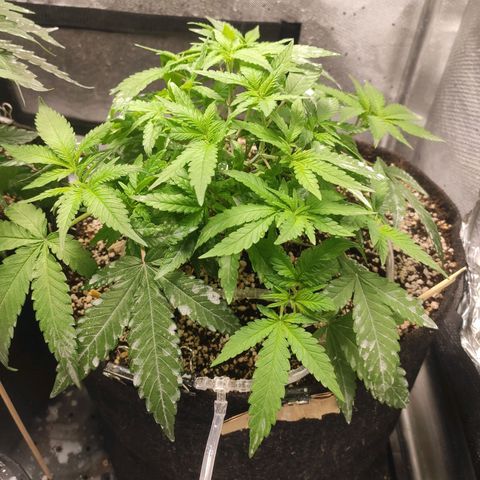 3 - Tropicana Inflamável - Sour Pineapple growlog timeline photo