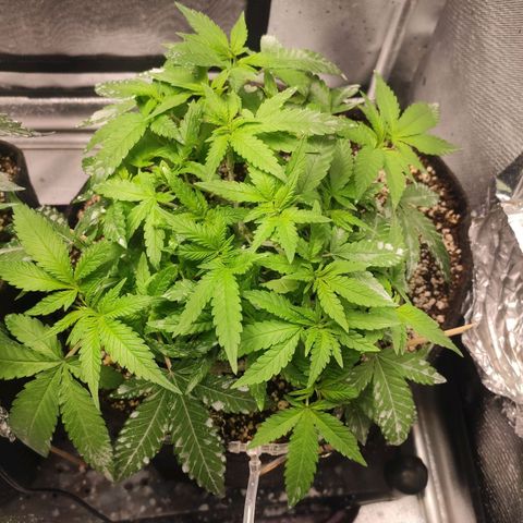 3 - Tropicana Inflamável - Sour Pineapple growlog timeline photo