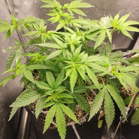 2 - Dixie Kong - Strawberry Banana growlog timeline photo