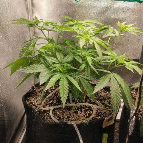 2 - Dixie Kong - Strawberry Banana growlog timeline photo