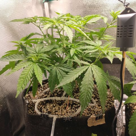 2 - Dixie Kong - Strawberry Banana growlog timeline photo