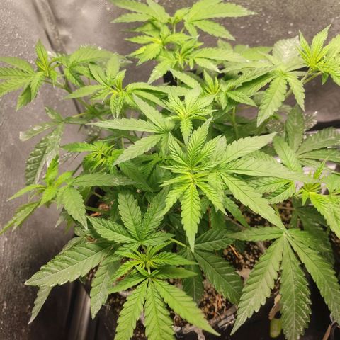 2 - Dixie Kong - Strawberry Banana growlog timeline photo