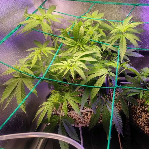 2 - Dixie Kong - Strawberry Banana growlog timeline photo