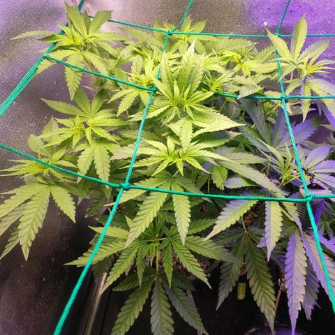 2 - Dixie Kong - Strawberry Banana growlog timeline photo