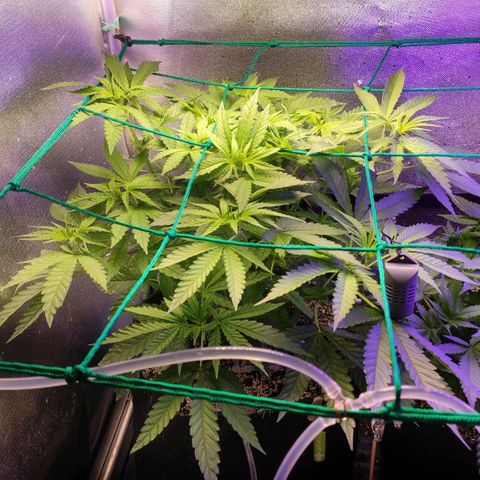 2 - Dixie Kong - Strawberry Banana growlog timeline photo