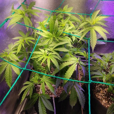 2 - Dixie Kong - Strawberry Banana growlog timeline photo