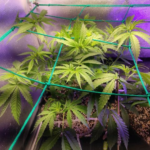 2 - Dixie Kong - Strawberry Banana growlog timeline photo