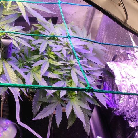 3 - Tropicana Inflamável - Sour Pineapple growlog timeline photo