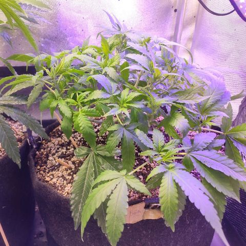 3 - Tropicana Inflamável - Sour Pineapple growlog timeline photo