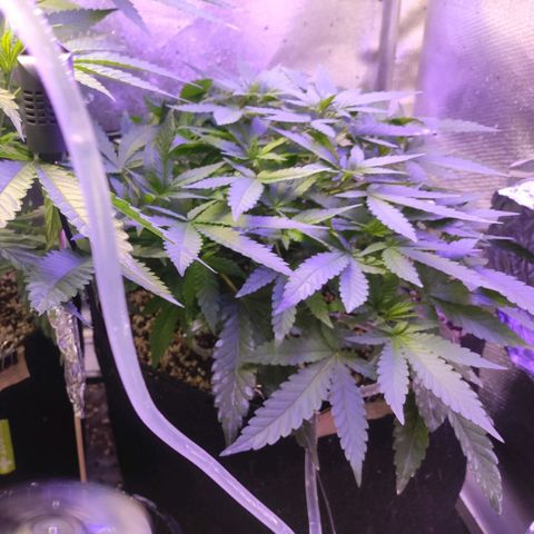 3 - Tropicana Inflamável - Sour Pineapple growlog timeline photo