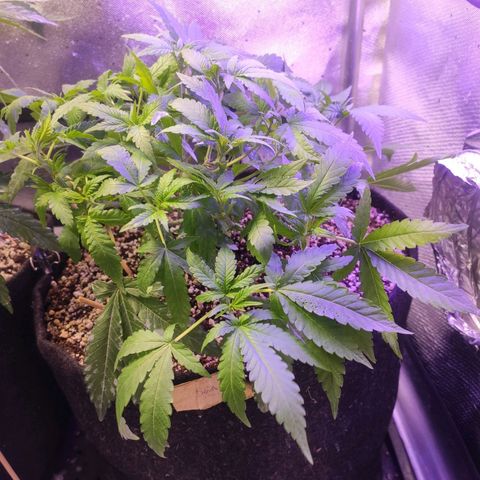3 - Tropicana Inflamável - Sour Pineapple growlog timeline photo