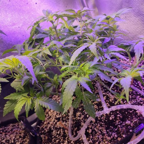 3 - Tropicana Inflamável - Sour Pineapple growlog timeline photo