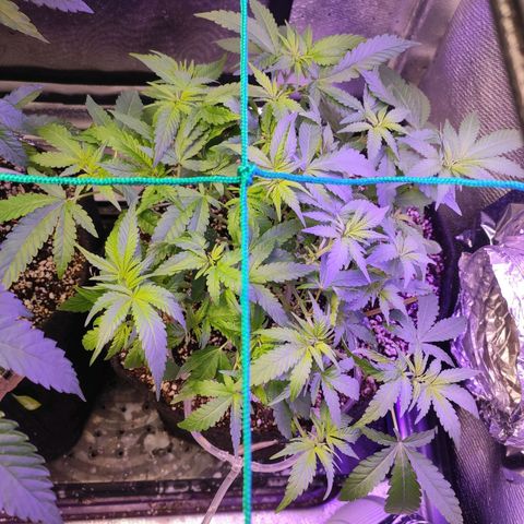 3 - Tropicana Inflamável - Sour Pineapple growlog timeline photo