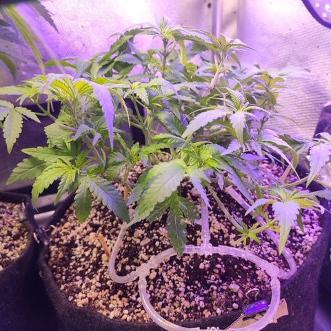 3 - Tropicana Inflamável - Sour Pineapple growlog timeline photo